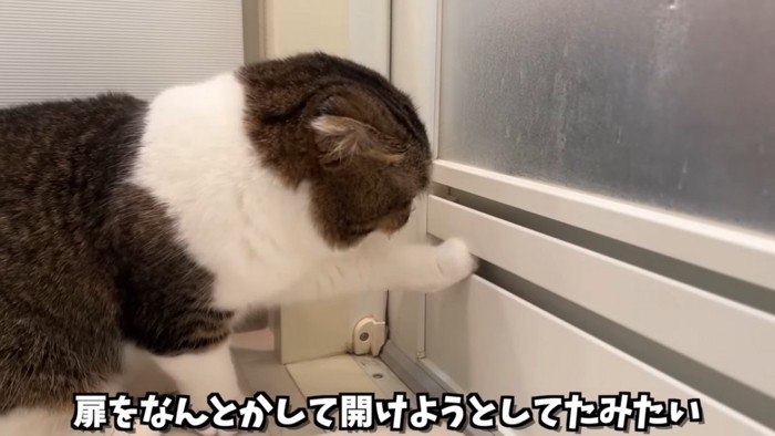 扉を開けようとする猫