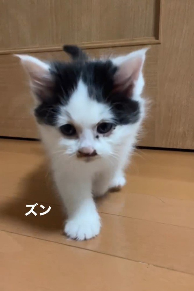 歩いてくる子猫