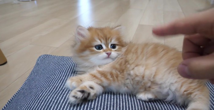 クッションでくつろぎながら近づく飼い主さんの手を見つめる赤ちゃん