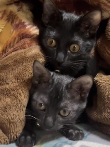 2匹の子猫の顔