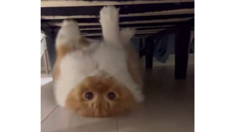 ベッド下にいる猫