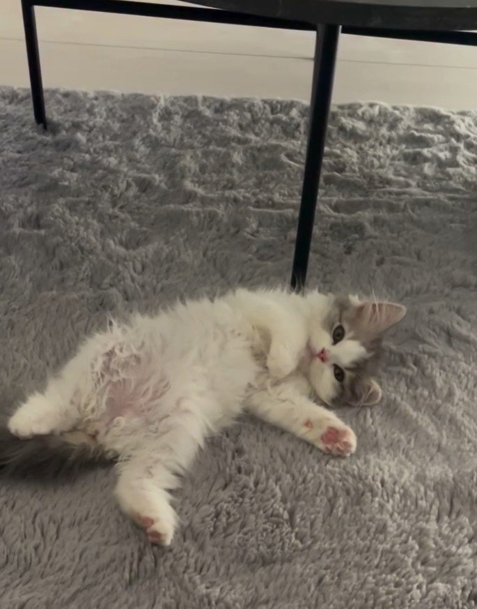 へそ天の猫