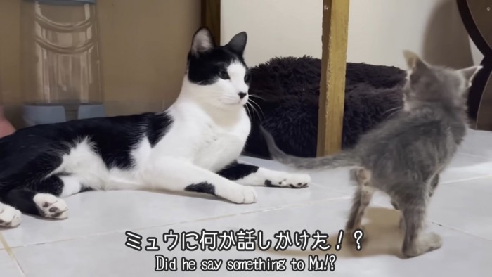 話しかける子猫