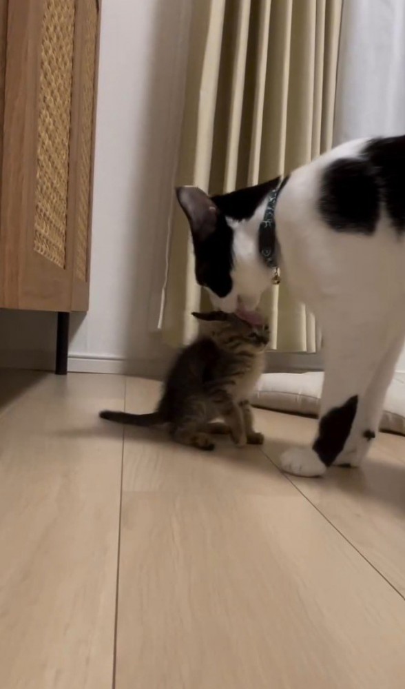 子猫を舐める白黒猫1