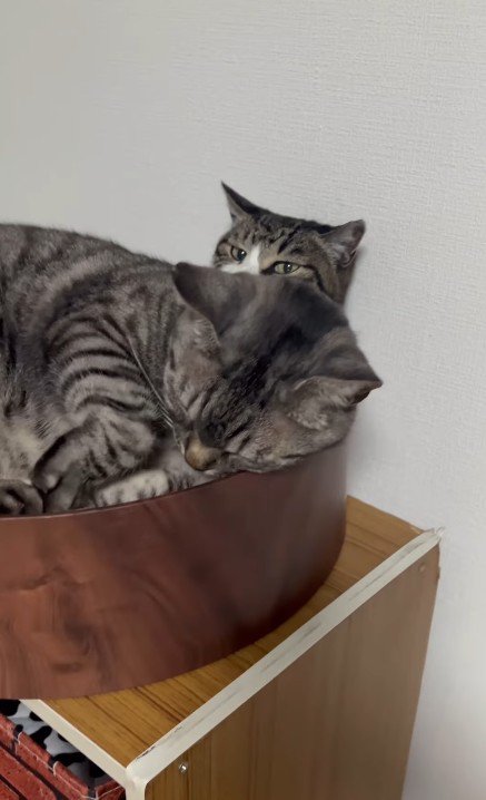 猫用ベッドの中の2匹の猫