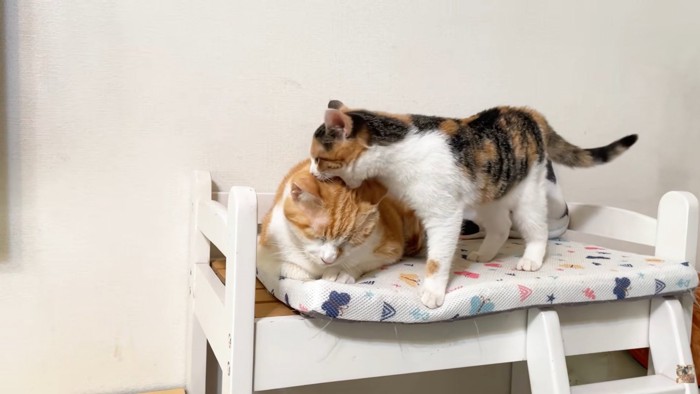 茶白猫さんの頭を噛む子猫