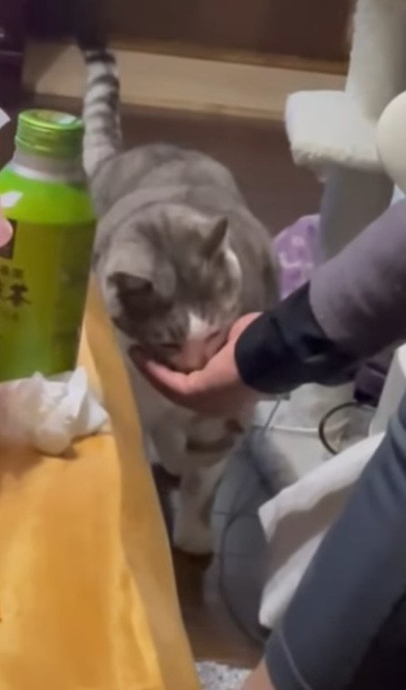 飼い主さんの手にある餌を食べる猫