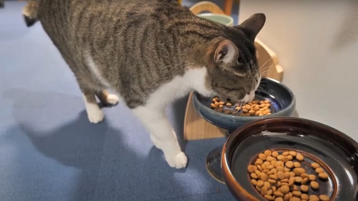 ご飯を食べる猫