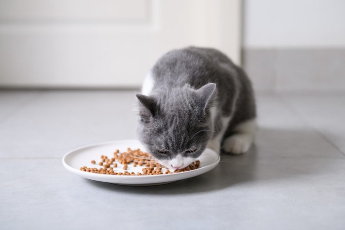 ペットフードを食べる猫