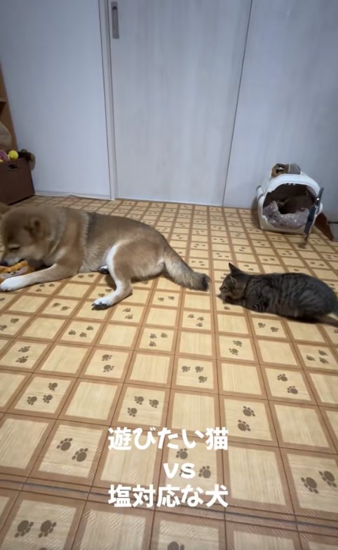 遊んでいる柴犬を背後から狙っている子猫