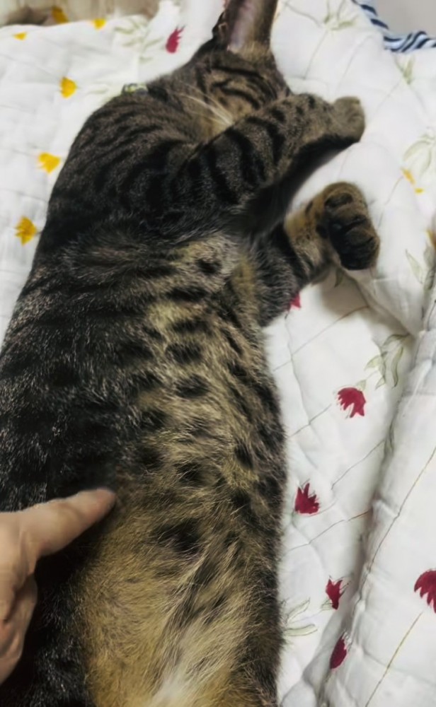 布団の上で眠るキジトラ猫のお腹をつつく飼い主さん