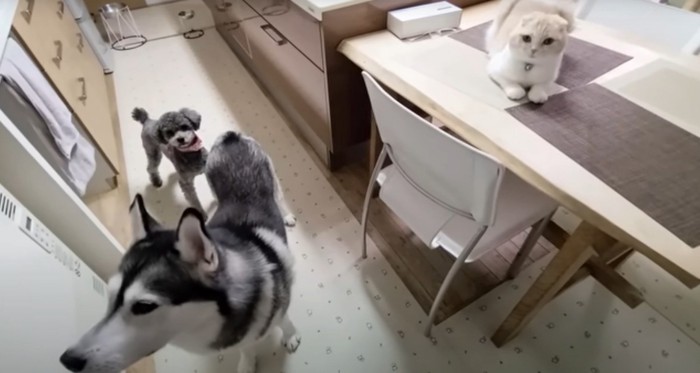 猫1、犬2匹