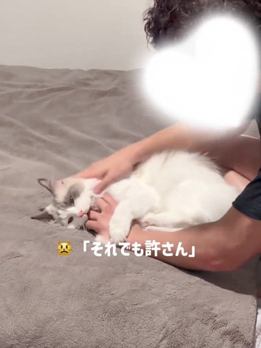 人の手を噛んで蹴る猫