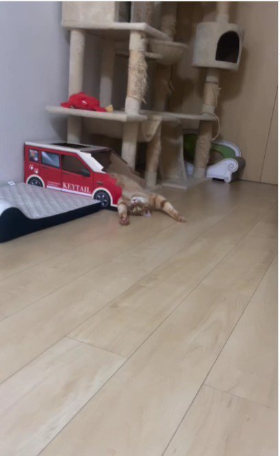 仰向けで寝ている猫