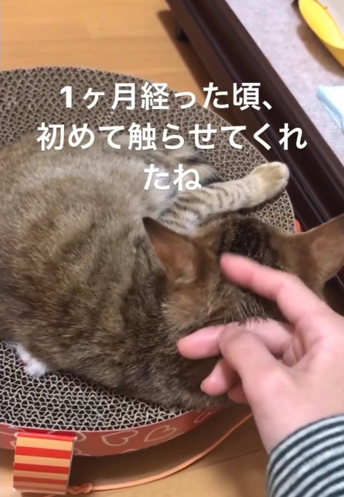 子猫を撫でる