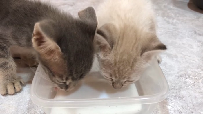 ミルクを飲む2匹の子猫