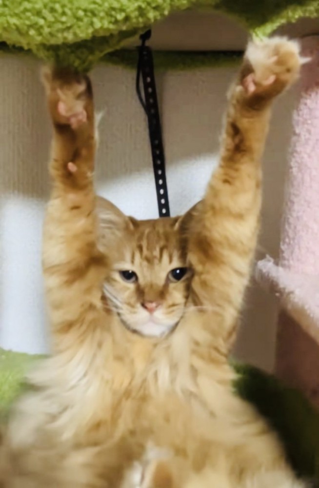 両前足の爪がキャットタワーの天井に引っかかって動けなくなった猫