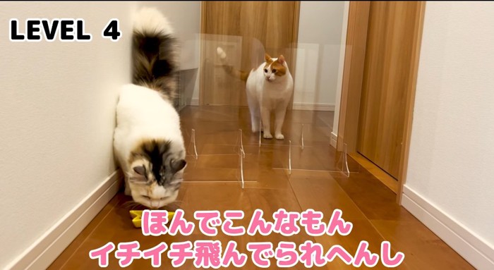 通り抜ける猫