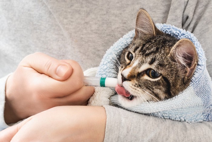 タオルにくるまれてミルクを飲む子猫