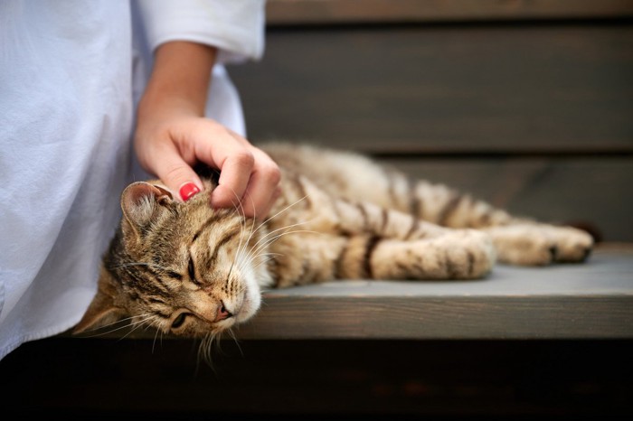 撫でられる猫