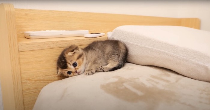 ベッドの上で寝転がる子猫