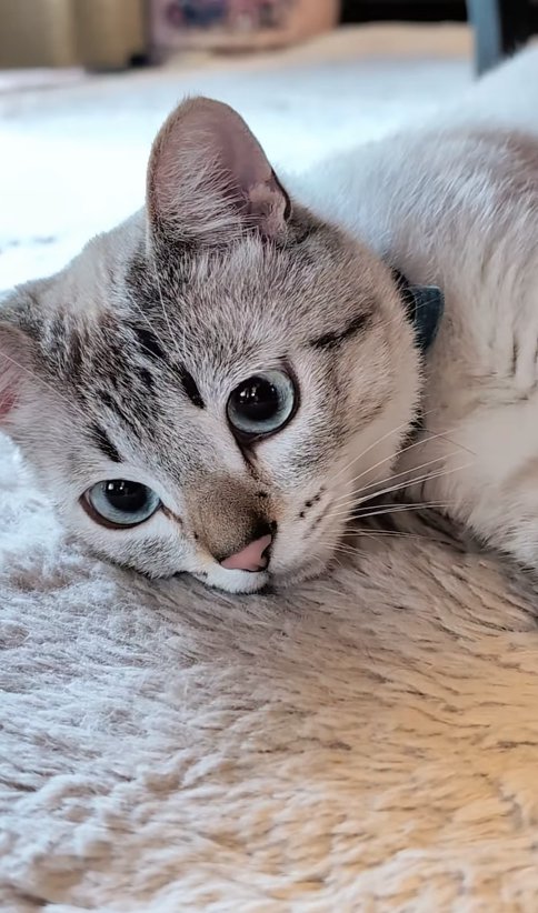 カーペットの上で寝転がっている猫の顔アップ