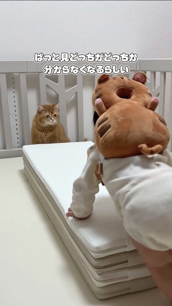 向き合う猫と赤ちゃん