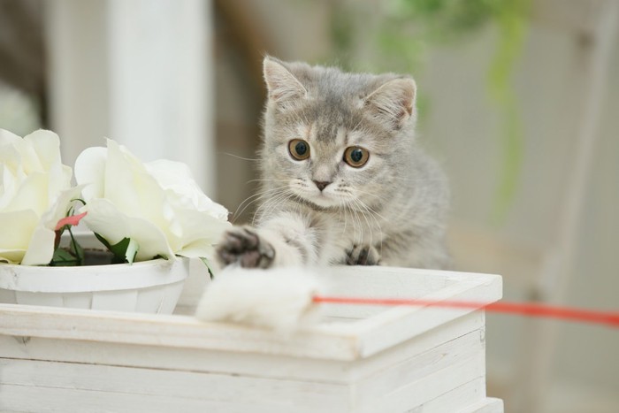 猫じゃらしで遊ぶ子猫