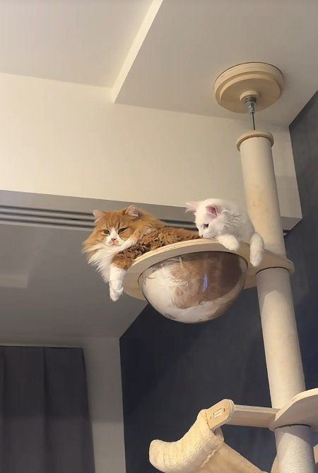 クリアボウルに入る猫