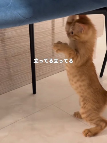立っている子猫