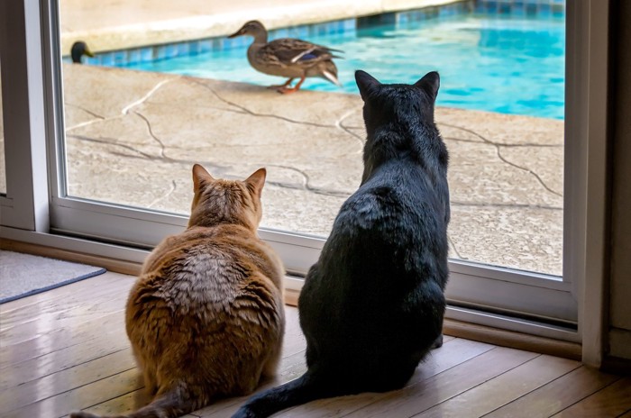 鳥を凝視する猫