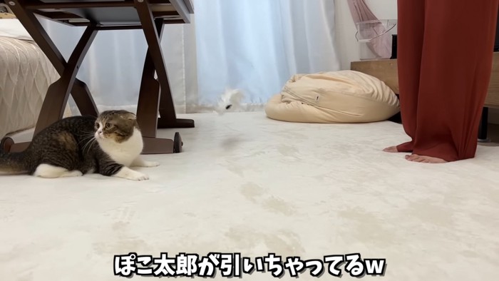 びっくりした顔の猫