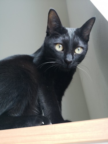 座る黒猫