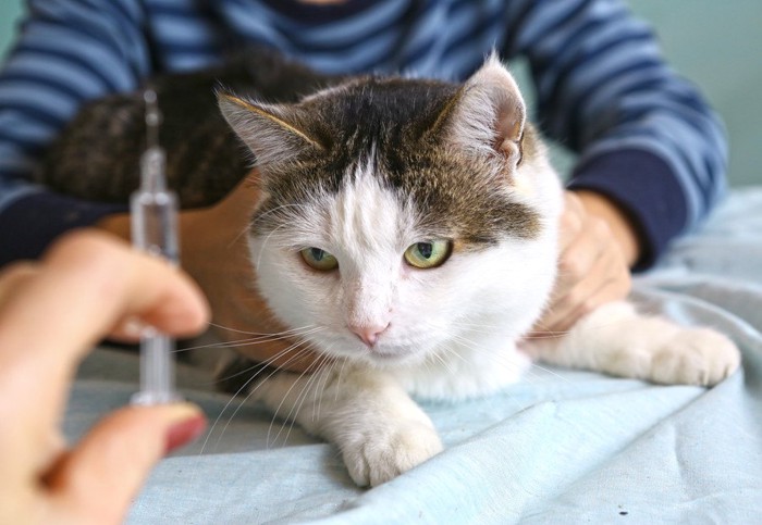 注射する猫