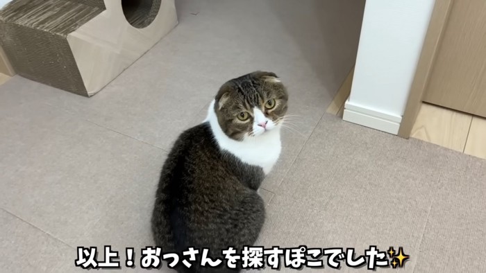 座って振り向く猫