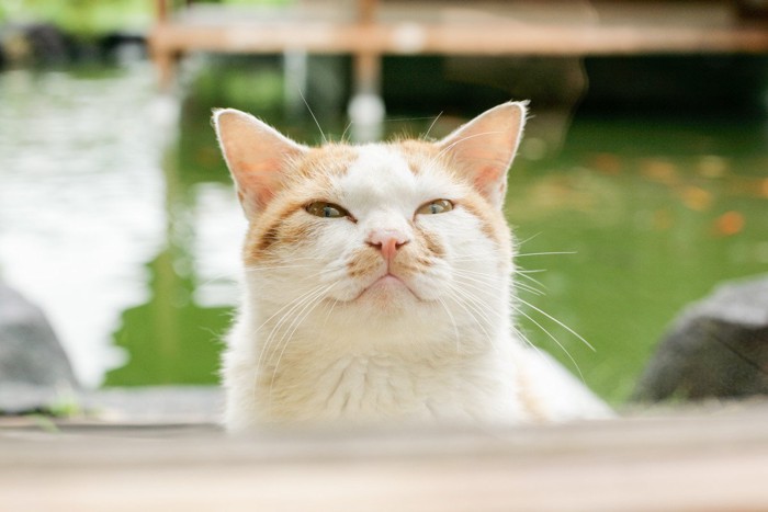 茶猫