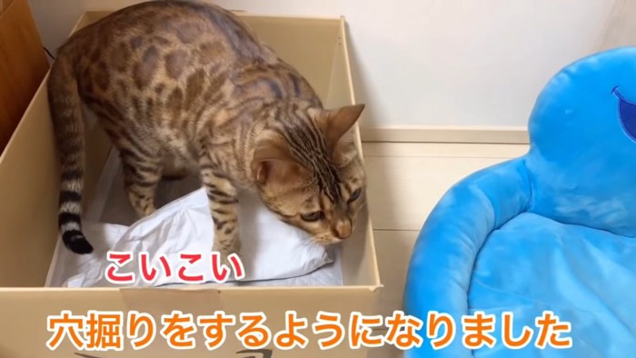 ダンボールの中にいる猫