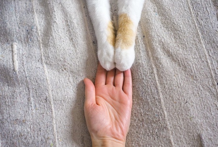 人の手に前足を乗せる猫