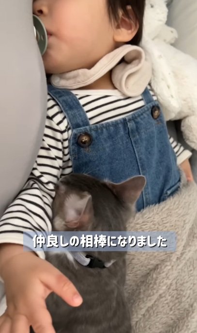 赤ちゃんと一緒に寝る子猫