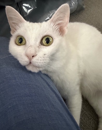 飼い主の膝に顎を乗せて、飼い主をジッと見つめる猫