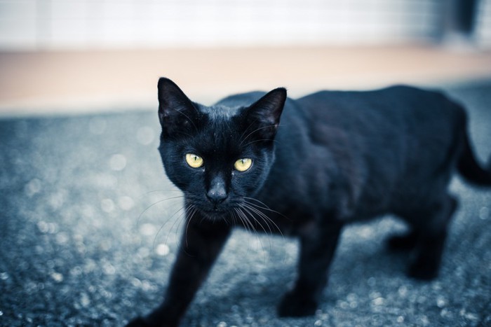 black cat