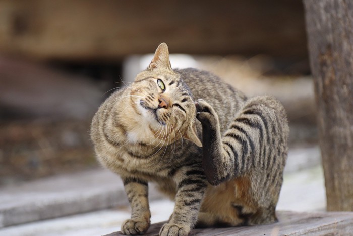 左脚で頭を掻くキジトラ