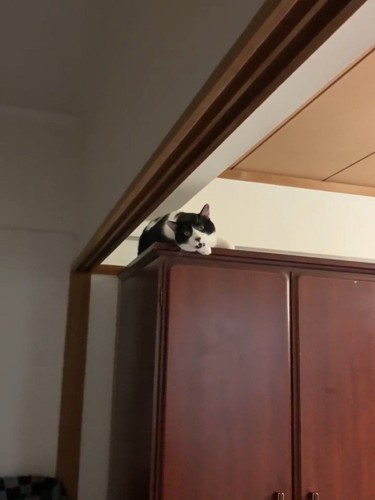 鳴くハチワレ猫