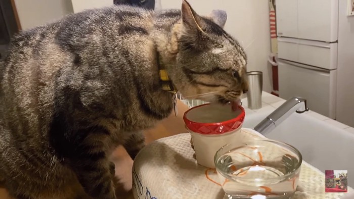 水を飲むキジトラ