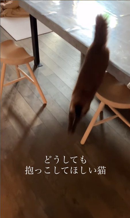 テーブルから飛び降り猫