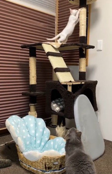 少し離れたところから子猫を見守る兄猫