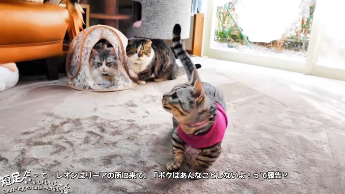 ハウスに入る猫と隣に座る猫