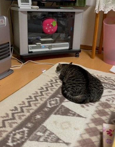 平べったくなる猫