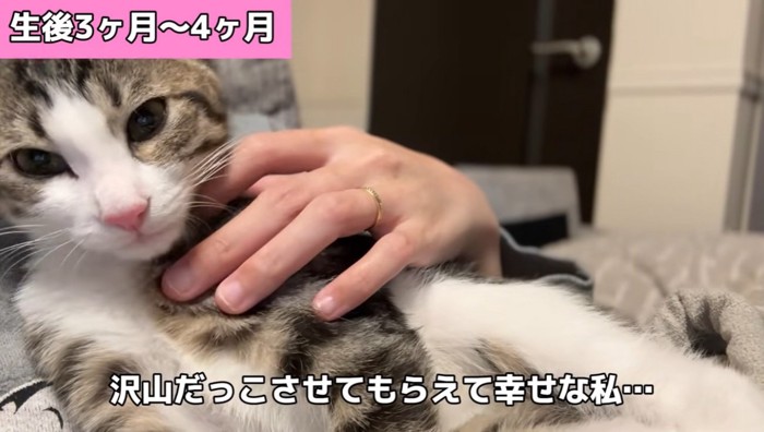 飼い主に甘える子猫
