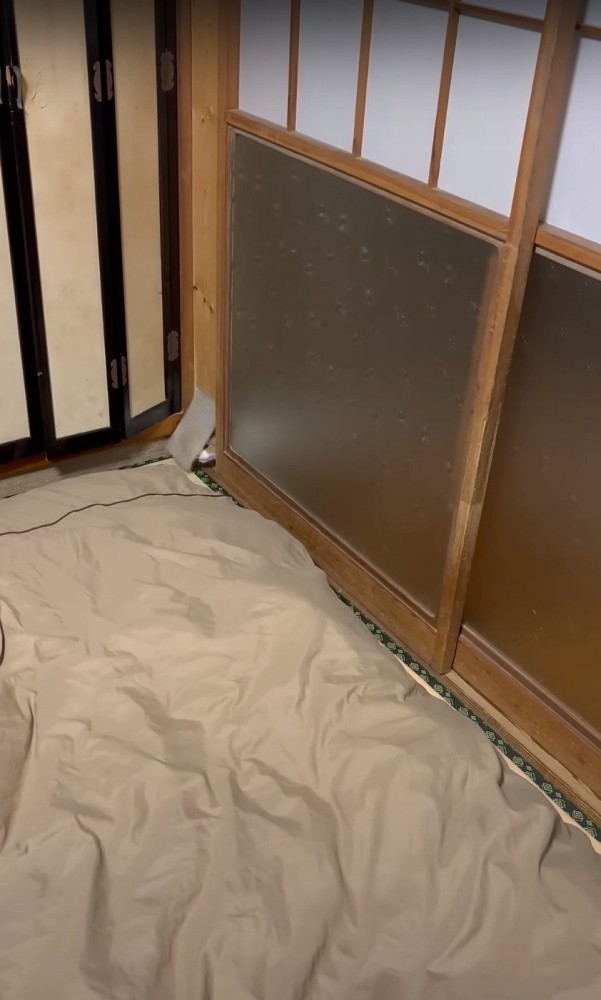 猫専用のドアから鼻先を出す